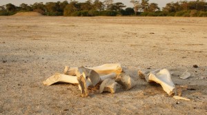 Elephant Bones